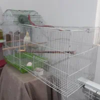 عروس هلندی ماده  زیبا سرحال|پرنده|اطاقور, |دیوار