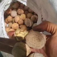 گردو