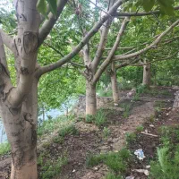 باغ-لب-رودخانه
