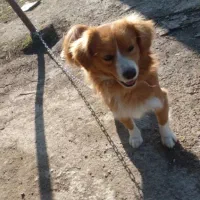 پامر اشتپیتز