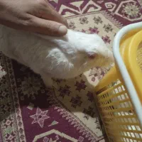 خرگوش دورگ لوپ