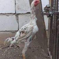 لاری جوجه