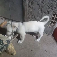 توله سگ نژاد دار