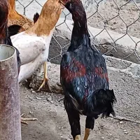 فروش مرغ و خروس