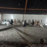 کبوتر کفتر پرنده|پرنده|شیراز, نیستان|دیوار