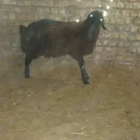 بره نر|حیوانات مزرعه|ساوه, |دیوار