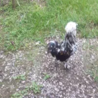 تخم نطف دار|حیوانات مزرعه|رودبنه, |دیوار