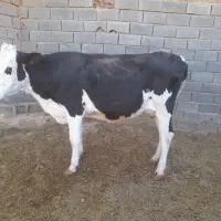 یه راس گاو شکم دوم، ۶ماه ابستن،شیر ۱۵ تا۱۹کیلو|حیوانات مزرعه|نوبران, |دیوار