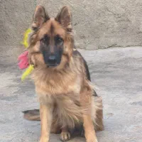 سگ ژرمن شپرد