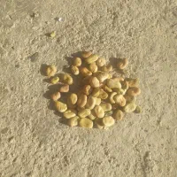 گندم آبی  باقله  شاخ  بزی