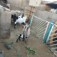 بزآلپن و پاکستانی اصل باکره ماده درشت|حیوانات مزرعه|یزد, |دیوار