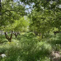 285-متر-زمین-باغ