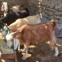 بزداشتی جوان