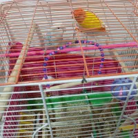 کوتوله برزیلی|پرنده|فولادشهر, زاینده رود|دیوار