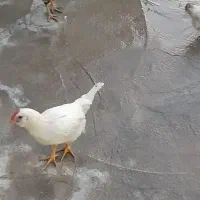 جوجه بومی|حیوانات مزرعه|لردگان, |دیوار