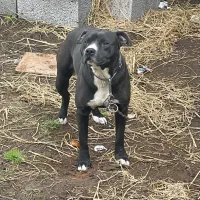 سگ پیتبول مشکی نر گمشده