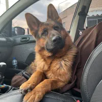 گمشده|حیوانات|خسروشاه, |دیوار