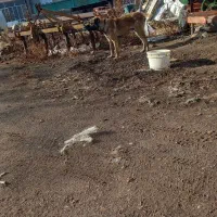 توله سرابی|سگ|هیر, |دیوار