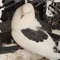 فروش کبوتر