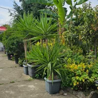 یوکا تنه ، بن سای ۲ و ۳ متری، شمشاد ۲ و ۳ متری|گل و گیاه طبیعی|تنکابن, |دیوار