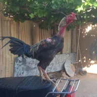 خروس لاری دو ساله