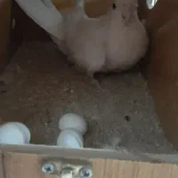 عروس هلندی آلبینو سالمو سرحال|پرنده|قرچک, فردیس|دیوار