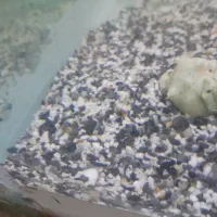 شن اکواریوم