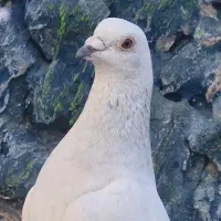 شامی ماده