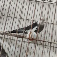 طوطی عروس هلندی|پرنده|رشت, کوی فکوری|دیوار