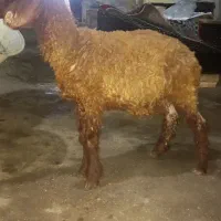فروش