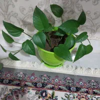 گل طبیعی و گلدان