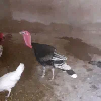 بوقلمون