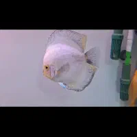 ماهی دیسکس وارداتی|ماهی|کرمان, |دیوار