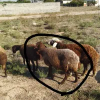 گوسفند‌آبستن‌سنگین|حیوانات مزرعه|گنبد کاووس, |دیوار