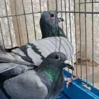 پلاکی مسافتی