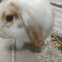 خرگوش لوپ اصل
