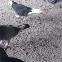 تعدادی کبوتر مسافتی جان آردن وتهرانی وغیره|پرنده|رامسر, |دیوار