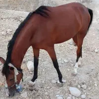 فروش مادیون درشور|اسب و تجهیزات اسب‌سواری|لنده, |دیوار