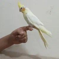 جوجه نر لوتینو