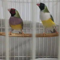 فنچ گلدین جفت رنگ کمیاب و خاص بسیاربسیار زیبا
