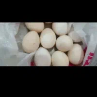 تخم مرغ محلی