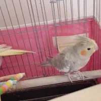 عروس هلندی مولد|پرنده|دامغان, |دیوار