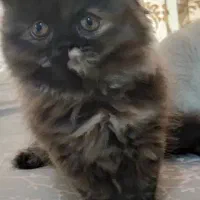 گربه پرشین اسکاتیش|گربه|کرج, فاز ۴ مهرشهر|دیوار