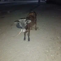 گاوجرسی با گوساله