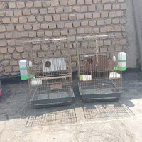 سه تا قفس کاسکویی با تمام لوازم معاوضه عروس  دارم