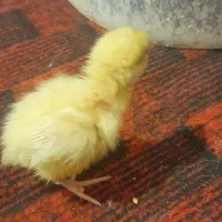 بلدرچین|حیوانات مزرعه|تربتحیدریه, شهرک ولیعصر|دیوار