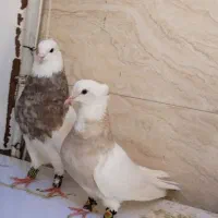 کبوتر طوقی