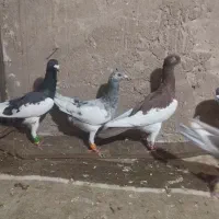 12حیوان پرنده همه رنجر بلند