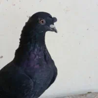 دم سفید|پرنده|شیراز, شیشه‌گری|دیوار