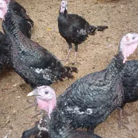 فروش بوقلمون سالم وسرحال|حیوانات مزرعه|شریفآباد, |دیوار